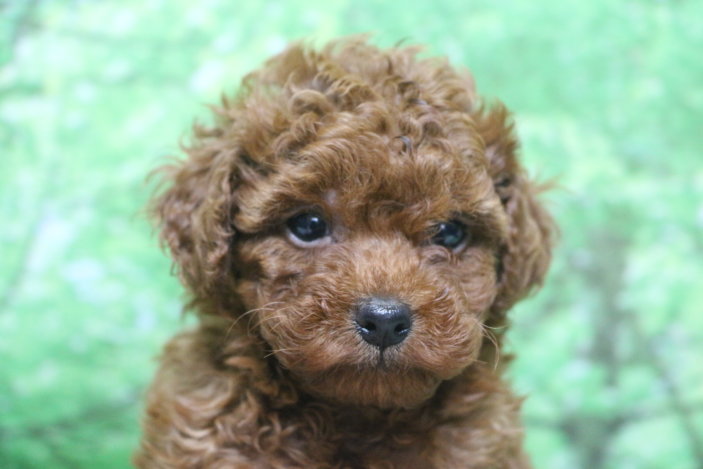 トイプードル子犬レッド女の子メス、生後6週間。千葉県鎌ヶ谷市船橋市市川市松戸市柏市白井市印西市ブリーダー画像