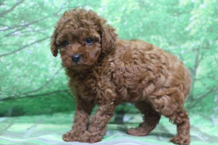 トイプードル子犬レッド女の子メス、生後6週間。千葉県鎌ヶ谷市船橋市市川市松戸市柏市白井市印西市ブリーダー画像
