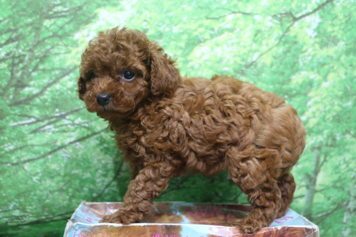 トイプードル子犬レッド女の子メス、生後6週間。千葉県鎌ヶ谷市船橋市市川市松戸市柏市白井市印西市ブリーダー画像