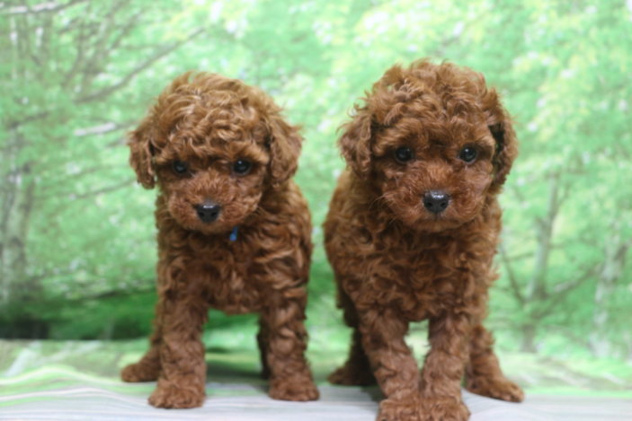 トイプードル子犬レッド男の子オス女の子メス、生後6週間。千葉県鎌ヶ谷市船橋市市川市松戸市柏市白井市印西市ブリーダー画像