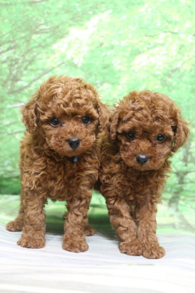 トイプードル子犬レッド男の子オス女の子メス、生後6週間。千葉県鎌ヶ谷市船橋市市川市松戸市柏市白井市印西市ブリーダー画像