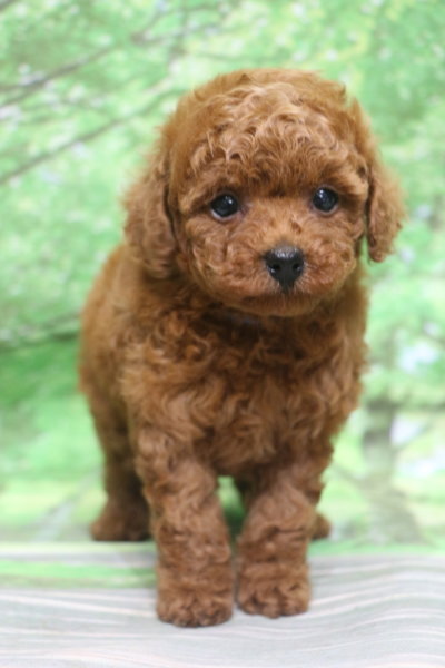 トイプードル子犬レッド男の子オス、生後7週間。千葉県鎌ヶ谷市船橋市市川市松戸市柏市白井市印西市ブリーダー画像