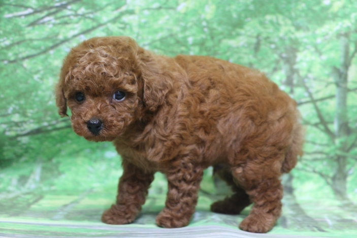 トイプードル子犬レッド男の子オス、生後7週間。千葉県鎌ヶ谷市船橋市市川市松戸市柏市白井市印西市ブリーダー画像