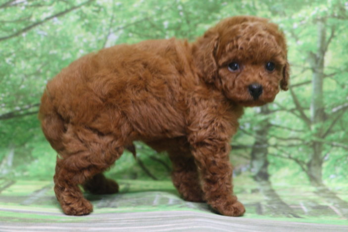 トイプードル子犬レッド男の子オス、生後7週間。千葉県鎌ヶ谷市船橋市市川市松戸市柏市白井市印西市ブリーダー画像