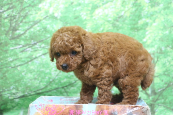 トイプードル子犬レッド男の子オス、生後7週間。千葉県鎌ヶ谷市船橋市市川市松戸市柏市白井市印西市ブリーダー画像