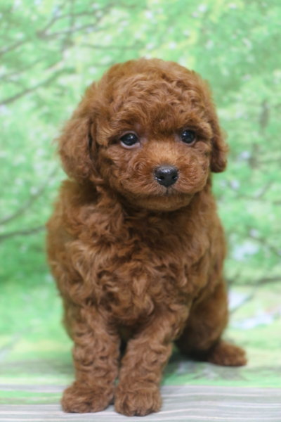 トイプードル子犬レッド女の子メス、生後7週間。千葉県鎌ヶ谷市船橋市市川市松戸市柏市白井市印西市ブリーダー画像