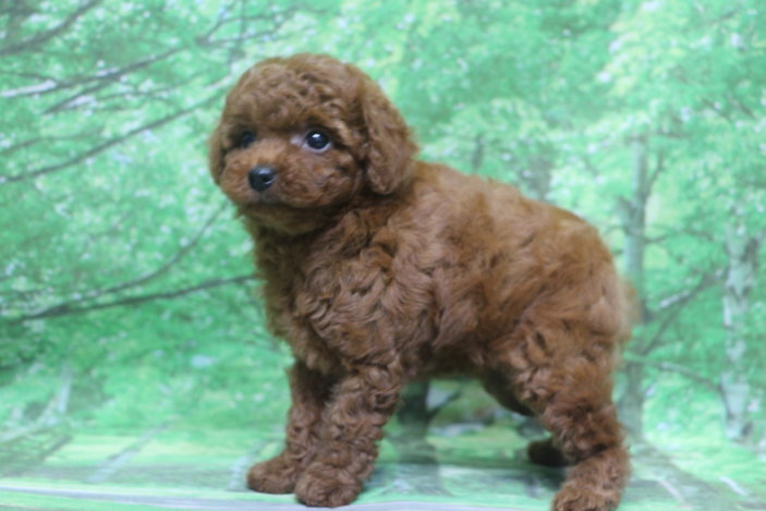 トイプードル子犬レッド女の子メス、生後7週間。千葉県鎌ヶ谷市船橋市市川市松戸市柏市白井市印西市ブリーダー画像