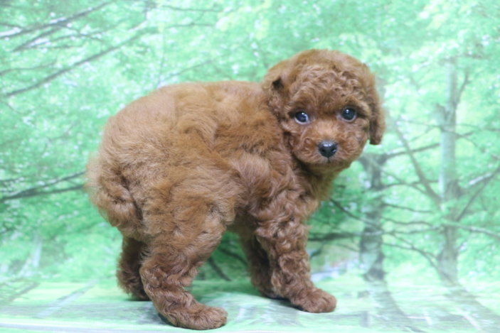 トイプードル子犬レッド女の子メス、生後7週間。千葉県鎌ヶ谷市船橋市市川市松戸市柏市白井市印西市ブリーダー画像