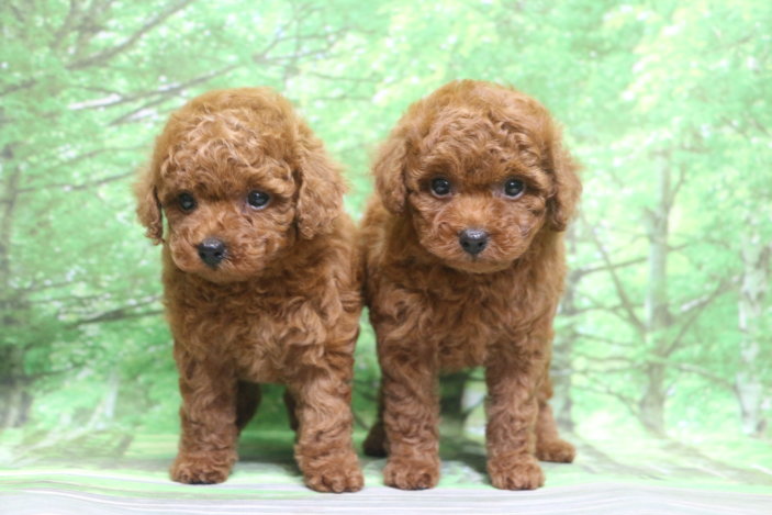 トイプードル子犬レッド男の子オス女の子メス、生後7週間。千葉県鎌ヶ谷市船橋市市川市松戸市柏市白井市印西市ブリーダー画像