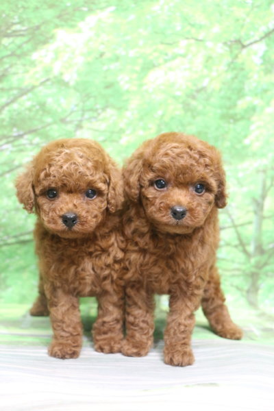 トイプードル子犬レッド男の子オス女の子メス、生後7週間。千葉県鎌ヶ谷市船橋市市川市松戸市柏市白井市印西市ブリーダー画像