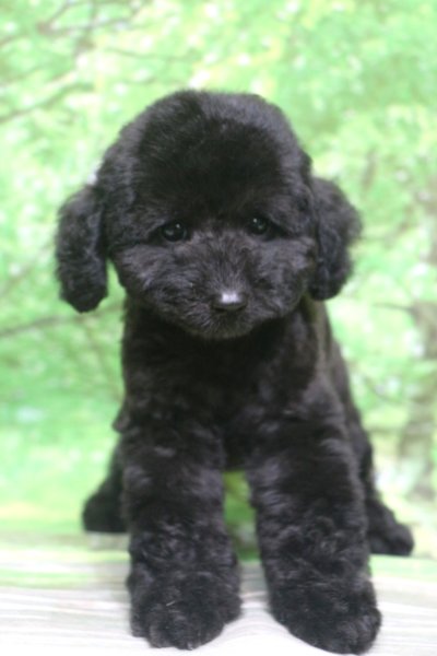 トイプードル子犬ブラック(黒)男の子オス、生後2ヶ月。千葉県鎌ヶ谷市船橋市市川市松戸市柏市白井市印西市ブリーダー画像