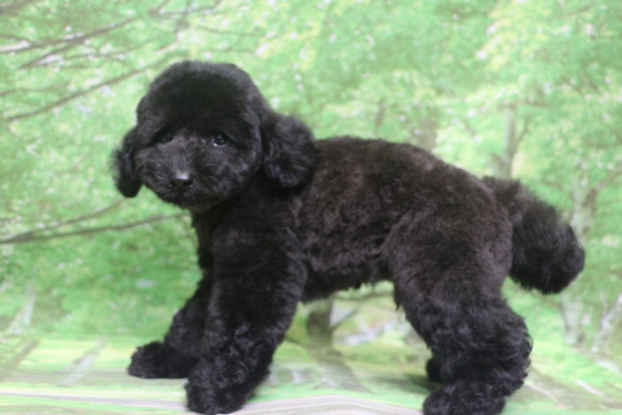 トイプードル子犬ブラック(黒)男の子オス、生後2ヶ月。千葉県鎌ヶ谷市船橋市市川市松戸市柏市白井市印西市ブリーダー画像