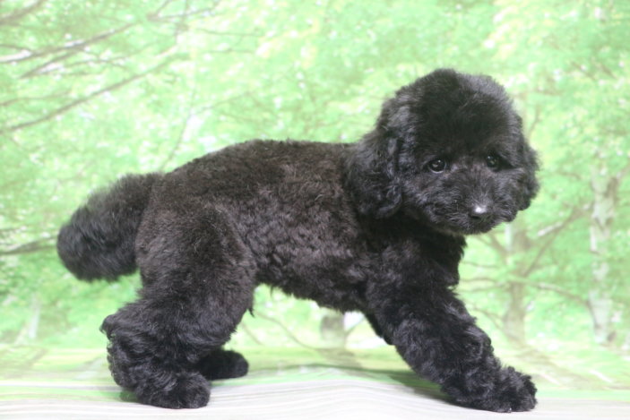 トイプードル子犬ブラック(黒)男の子オス、生後2ヶ月。千葉県鎌ヶ谷市船橋市市川市松戸市柏市白井市印西市ブリーダー画像