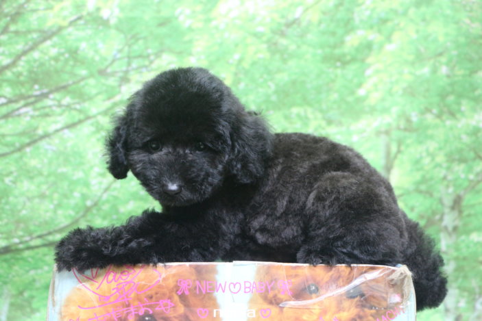 トイプードル子犬ブラック(黒)男の子オス、生後2ヶ月。千葉県鎌ヶ谷市船橋市市川市松戸市柏市白井市印西市ブリーダー画像