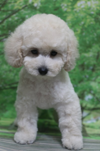 トイプードル子犬ホワイト(白)女の子メス、生後2ヶ月。千葉県鎌ヶ谷市船橋市市川市松戸市柏市白井市印西市ブリーダー画像