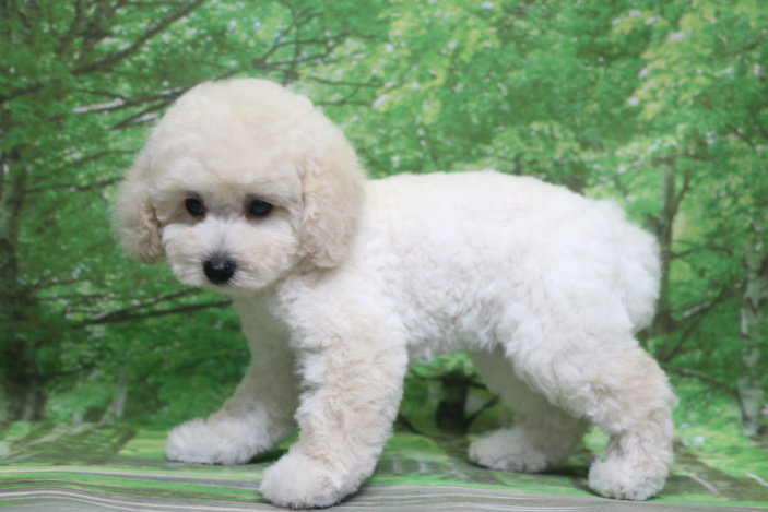 トイプードル子犬ホワイト(白)女の子メス、生後2ヶ月。千葉県鎌ヶ谷市船橋市市川市松戸市柏市白井市印西市ブリーダー画像