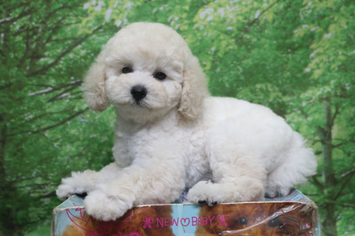 トイプードル子犬ホワイト(白)女の子メス、生後2ヶ月。千葉県鎌ヶ谷市船橋市市川市松戸市柏市白井市印西市ブリーダー画像