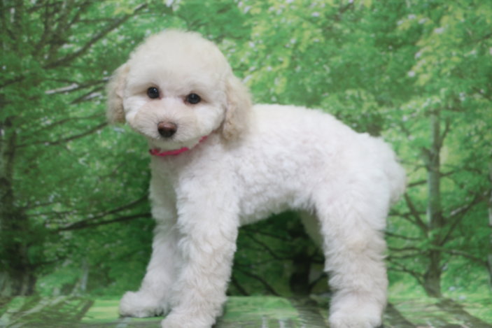 トイプードル子犬ホワイト(白)女の子メス、生後2ヶ月。千葉県鎌ヶ谷市船橋市市川市松戸市柏市白井市印西市ブリーダー画像