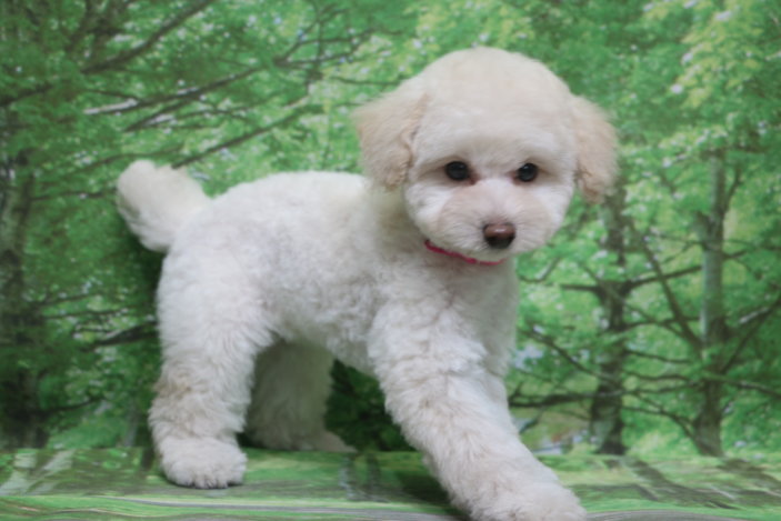 トイプードル子犬ホワイト(白)女の子メス、生後2ヶ月。千葉県鎌ヶ谷市船橋市市川市松戸市柏市白井市印西市ブリーダー画像