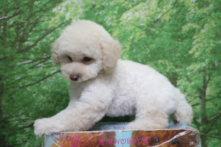 トイプードル子犬ホワイト(白)女の子メス、生後2ヶ月。千葉県鎌ヶ谷市船橋市市川市松戸市柏市白井市印西市ブリーダー画像