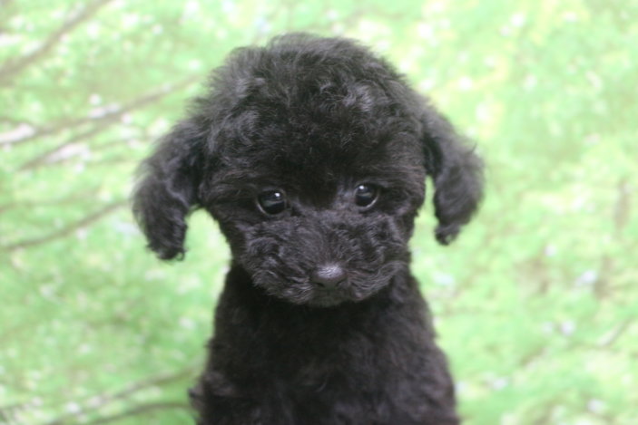 ティーカッププードル子犬ブラック(黒色)女の子メス、生後2ヶ月。千葉県鎌ヶ谷市船橋市市川市松戸市柏市白井市印西市ブリーダー画像