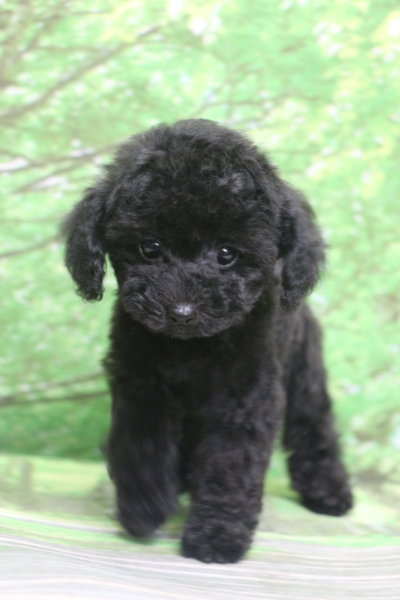 ティーカッププードル子犬ブラック(黒色)女の子メス、生後2ヶ月。千葉県鎌ヶ谷市船橋市市川市松戸市柏市白井市印西市ブリーダー画像