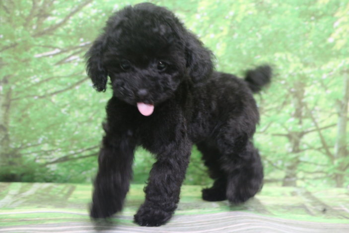 ティーカッププードル子犬ブラック(黒色)女の子メス、生後2ヶ月。千葉県鎌ヶ谷市船橋市市川市松戸市柏市白井市印西市ブリーダー画像