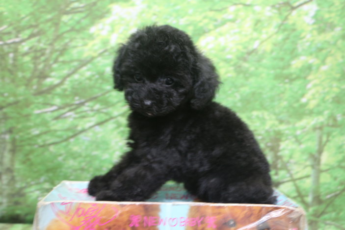 ティーカッププードル子犬ブラック(黒色)女の子メス、生後2ヶ月。千葉県鎌ヶ谷市船橋市市川市松戸市柏市白井市印西市ブリーダー画像