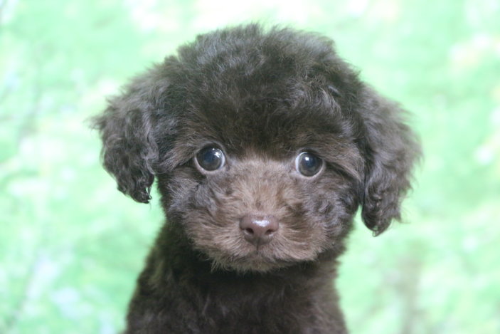 ティーカッププードル子犬ブラウン女の子メス、生後2ヶ月。千葉県鎌ヶ谷市船橋市市川市松戸市柏市白井市印西市ブリーダー画像