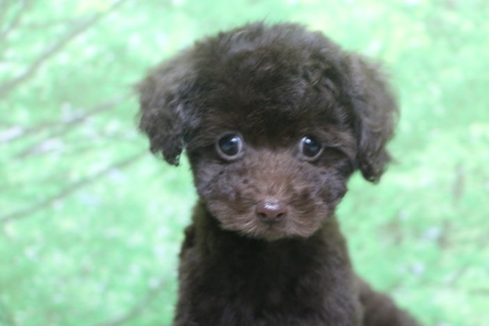 ティーカッププードル子犬ブラウン女の子メス、生後2ヶ月。千葉県鎌ヶ谷市船橋市市川市松戸市柏市白井市印西市ブリーダー画像