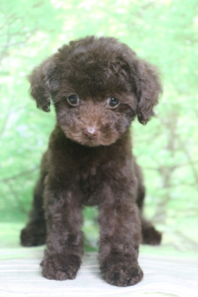 ティーカッププードル子犬ブラウン女の子メス、生後2ヶ月。千葉県鎌ヶ谷市船橋市市川市松戸市柏市白井市印西市ブリーダー画像