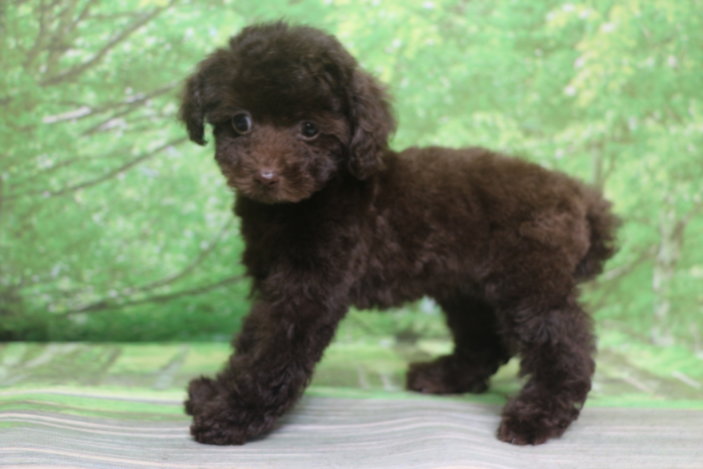 ティーカッププードル子犬ブラウン女の子メス、生後2ヶ月。千葉県鎌ヶ谷市船橋市市川市松戸市柏市白井市印西市ブリーダー画像