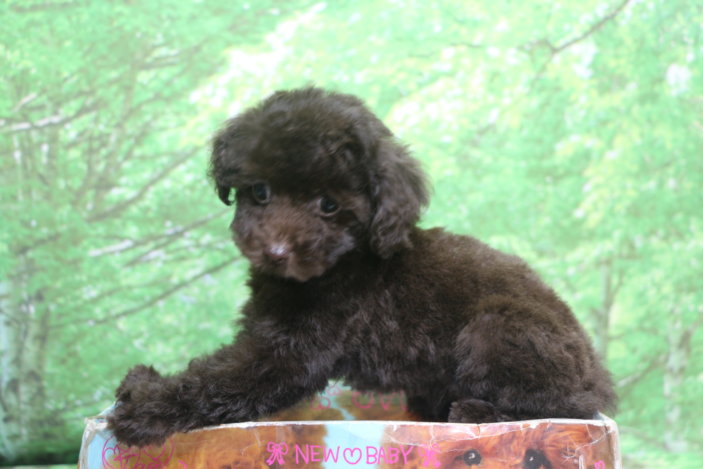 ティーカッププードル子犬ブラウン女の子メス、生後2ヶ月。千葉県鎌ヶ谷市船橋市市川市松戸市柏市白井市印西市ブリーダー画像
