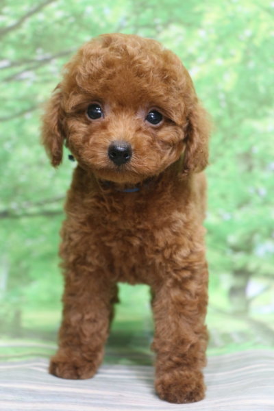 トイプードル子犬レッド男の子オス、生後2ヶ月。千葉県鎌ヶ谷市船橋市市川市松戸市柏市白井市印西市ブリーダー画像