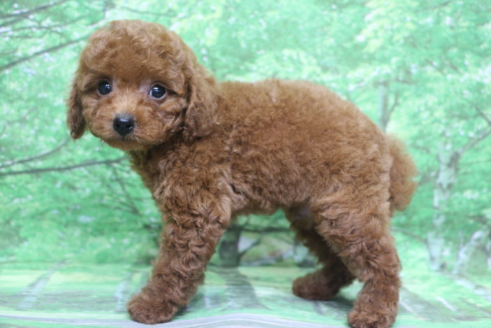 トイプードル子犬レッド男の子オス、生後2ヶ月。千葉県鎌ヶ谷市船橋市市川市松戸市柏市白井市印西市ブリーダー画像