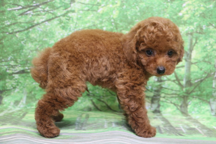 トイプードル子犬レッド男の子オス、生後2ヶ月。千葉県鎌ヶ谷市船橋市市川市松戸市柏市白井市印西市ブリーダー画像