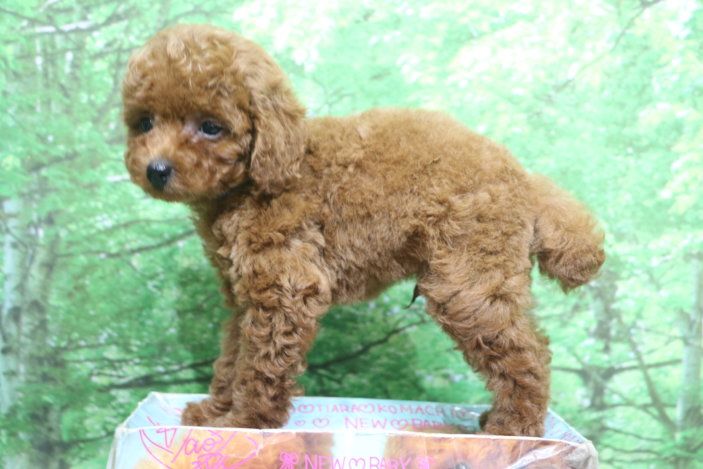 トイプードル子犬レッド男の子オス、生後2ヶ月。千葉県鎌ヶ谷市船橋市市川市松戸市柏市白井市印西市ブリーダー画像