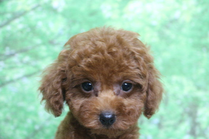 トイプードル子犬レッド女の子メス、生後2ヶ月。千葉県鎌ヶ谷市船橋市市川市松戸市柏市白井市印西市ブリーダー画像