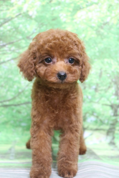 トイプードル子犬レッド女の子メス、生後2ヶ月。千葉県鎌ヶ谷市船橋市市川市松戸市柏市白井市印西市ブリーダー画像