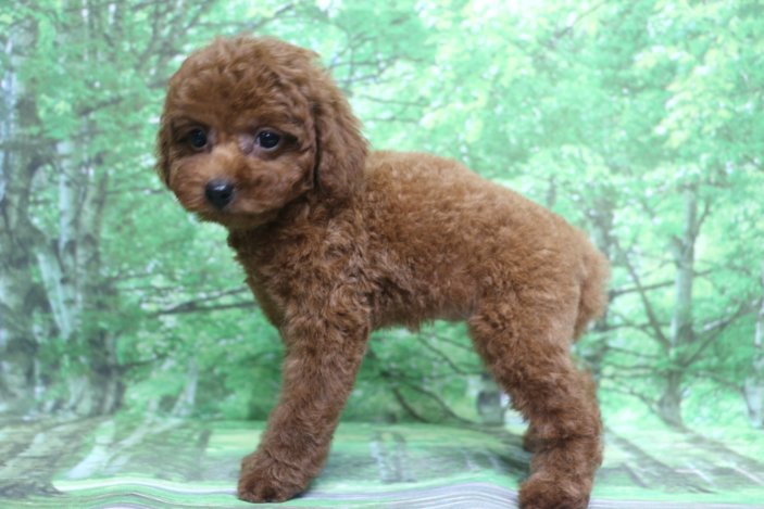 トイプードル子犬レッド女の子メス、生後2ヶ月。千葉県鎌ヶ谷市船橋市市川市松戸市柏市白井市印西市ブリーダー画像