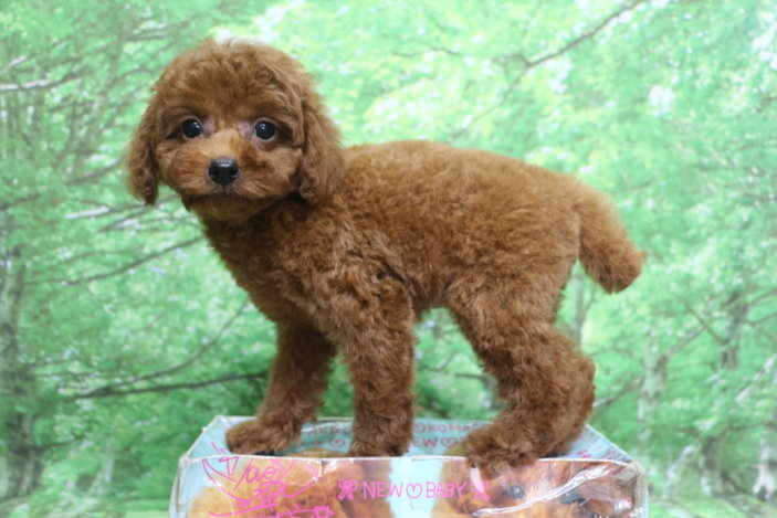 トイプードル子犬レッド女の子メス、生後2ヶ月。千葉県鎌ヶ谷市船橋市市川市松戸市柏市白井市印西市ブリーダー画像