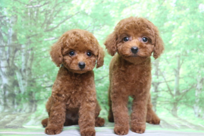 トイプードル子犬レッド男の子オス、生後2ヶ月。千葉県鎌ヶ谷市船橋市市川市松戸市柏市白井市印西市ブリーダー画像