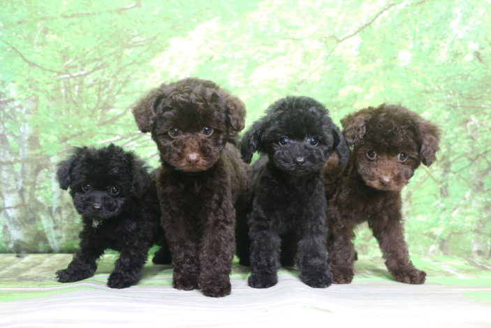 ティーカッププードル子犬ブラウンブラック(黒色)男の子オス女の子メス兄妹犬、生後2ヶ月。千葉県鎌ヶ谷市船橋市市川市松戸市柏市白井市印西市ブリーダー画像