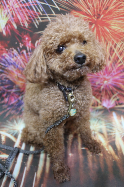 千葉県船橋市のトイプードルのトリミング前画像