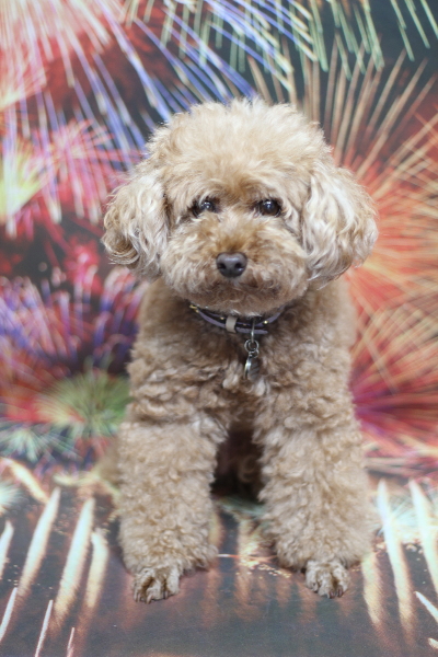 東京都三鷹市のトイプードルのトリミング前画像