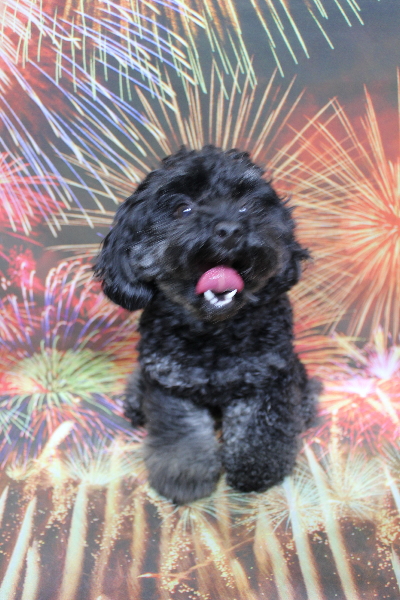 千葉県鎌ケ谷市のトイプードルのトリミング前画像