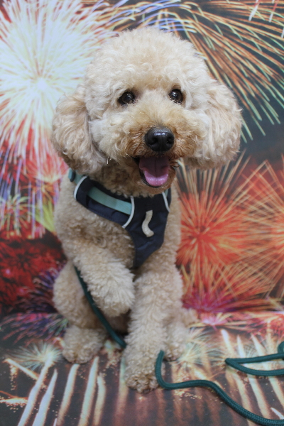 千葉県船橋市のトイプードルのトリミング前画像