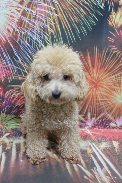 トイプードルブリーダーの成犬、トリミング画像