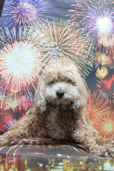 千葉県船橋市のミックス犬のトリミング前画像