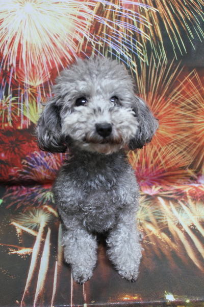 トイプードルブリーダーの成犬、トリミング画像